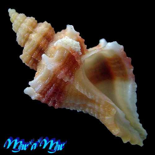 Trophon pelseneeri E. A. Smith, 1915