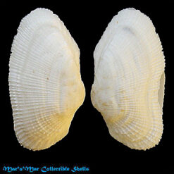 Barbatia reeveana (Orbigny, 1876)