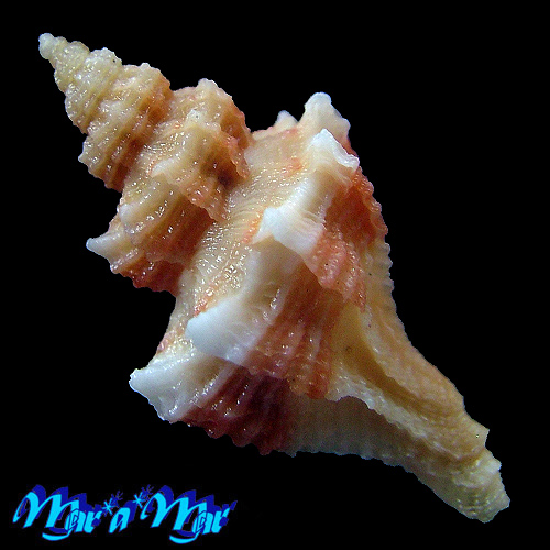 Alternative view of Trophon pelseneeri E. A. Smith, 1915