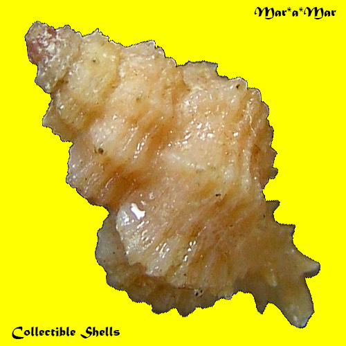 Murexsul tokubeii marianae Houart, 2003 - Imagem 2