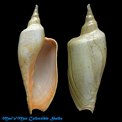 Zidona dufresneyi (Donovam, 1823)