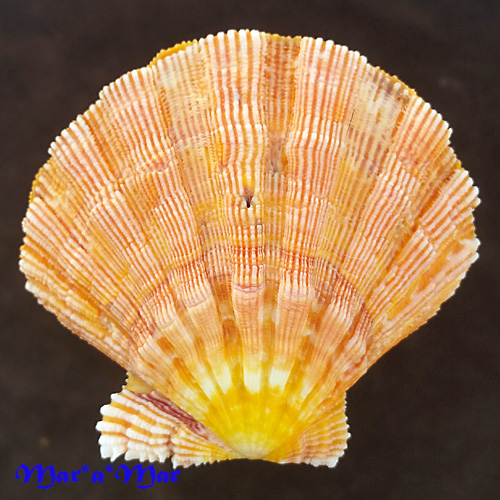 Nodipecten nodosus Linnaeus, 1758 - Image 2