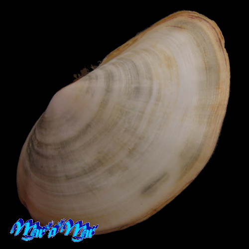 Sanguinolaria sanguinolenta (Gmelin, 1791) - Imagem 2