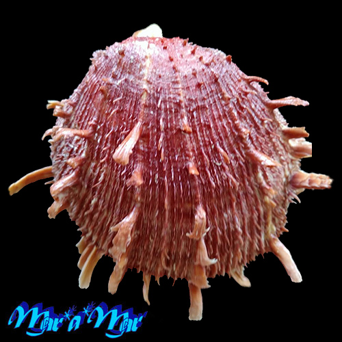Spondylus ictericus Reeve, 1856