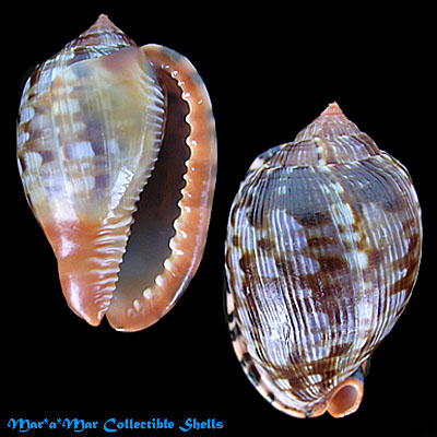 Cypraeacassis testiculus senegalica (Gmelin, 1791)*