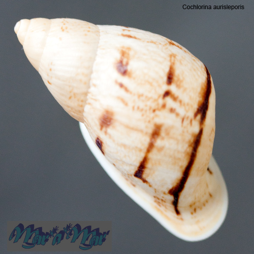 Cochlorina aurisleporis (Bruguière, 1792) - Imagem 2