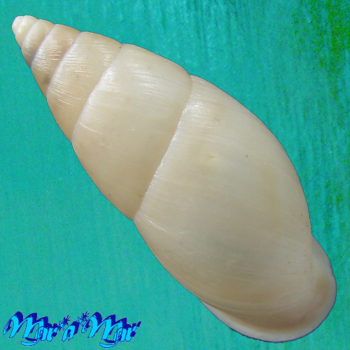 Alternative view of Kora sp.