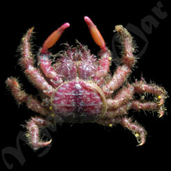 Mithrax verrucosus H. Milne-Edwards, 1832 - Imagem 2