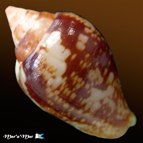 Alternative view of Columbella adansoni Menke, C.T., 1853