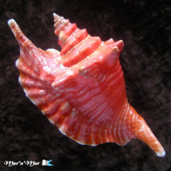 Strombus gallus Linnaeus, 1758