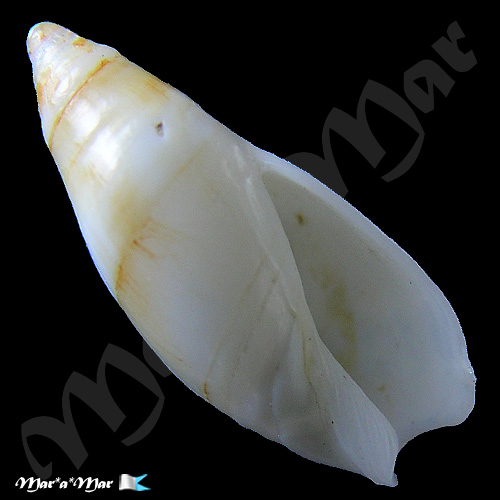 Amalda josecarlosi Pastorino, 2003