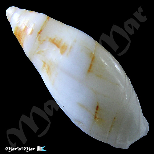 Alternative view of Amalda josecarlosi Pastorino, 2003