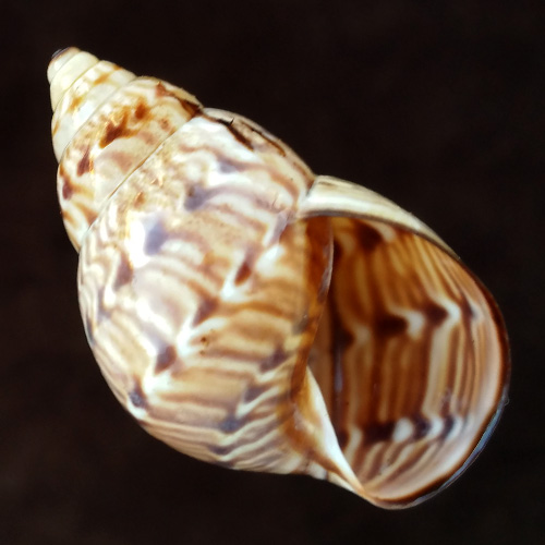 Orthalicus capax Pilsbry, 1930 - Imagem 2