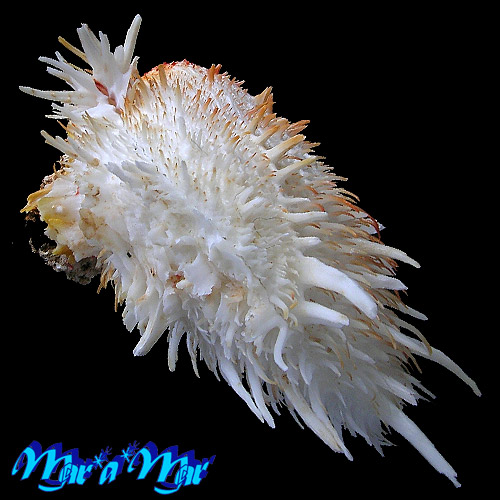 Spondylus aurispinae Damarco & Bologna, 2009 - Imagem 3
