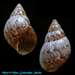 Orthalicus capax Pilsbry, 1930