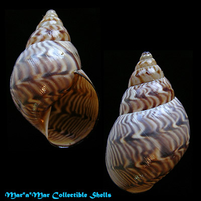 Orthalicus capax Pilsbry, 1930