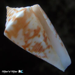 Conus tostesi Petuch, 1986