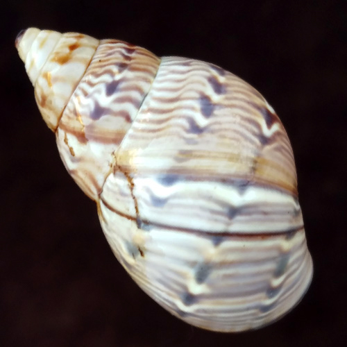 Orthalicus capax Pilsbry, 1930 - Imagem 3