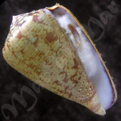 Conus purpurascens Sowerby (I) in Sowerby (II), 1833