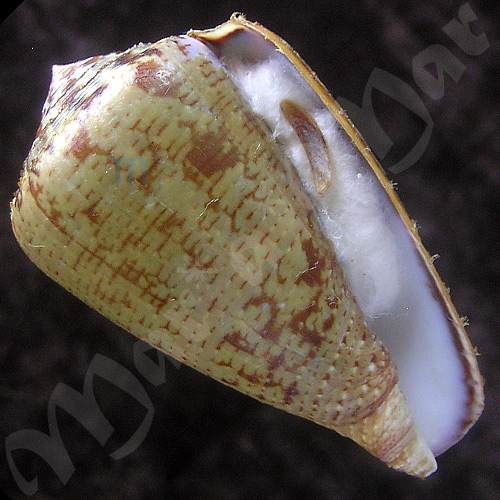Conus purpurascens Sowerby (I) in Sowerby (II), 1833
