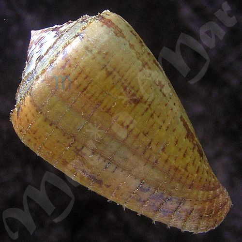 Conus purpurascens Sowerby (I) in Sowerby (II), 1833 - Image 2