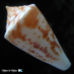 Conus tostesi Petuch, 1986 - Imagem 2
