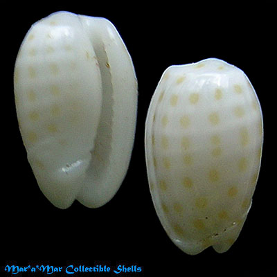 Persicula chrysomelina Redfield, 1848
