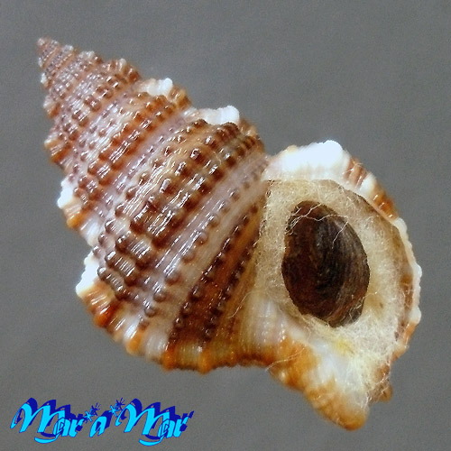 Gyrineum natator Röding, 1798