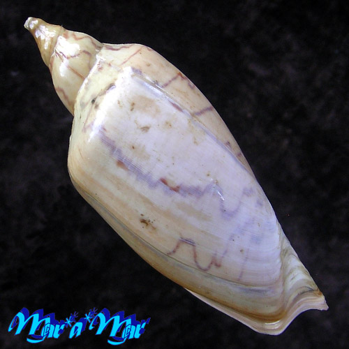 Alternative view of Zidona dufresnii disctincta (Lahille, 1895)