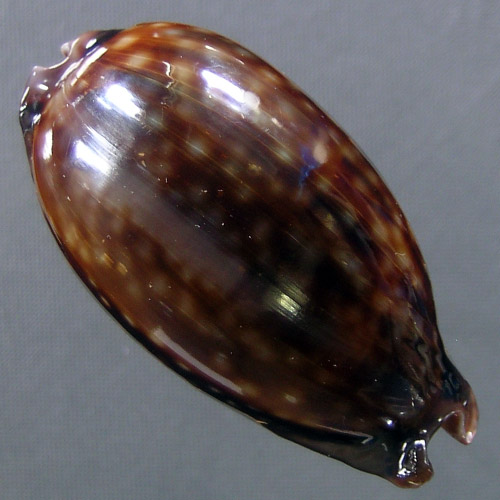 Macrocypraea zebra Linnaeus, 1758