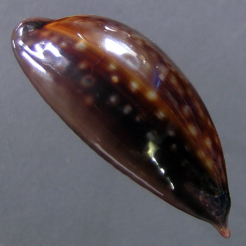 Macrocypraea zebra Linnaeus, 1758 - Image 3