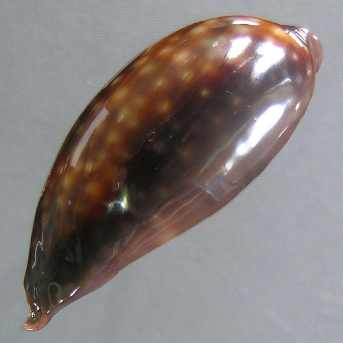 Macrocypraea zebra Linnaeus, 1758 - Image 4