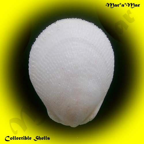 Lima scabra Born, 1778