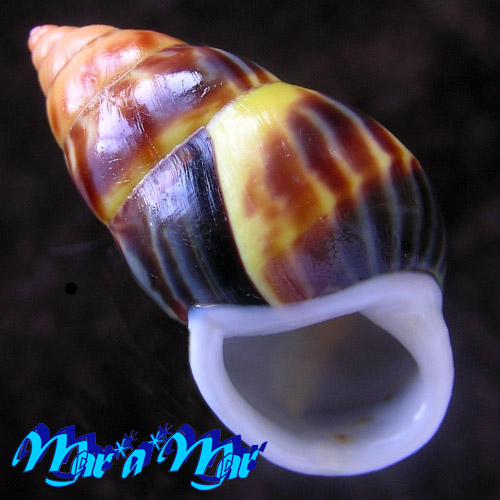 Amphidromus perversus (form melanomma) Laidlaw & Solem, 1961