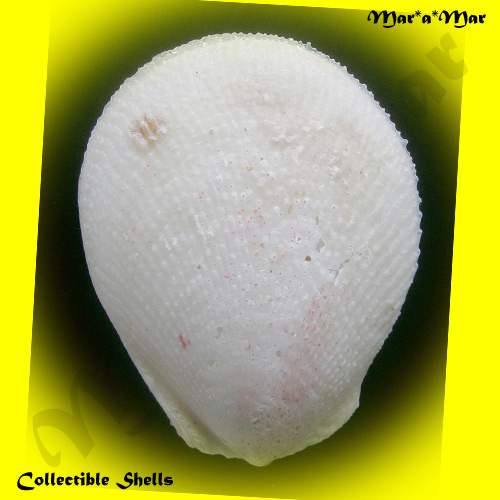 Lima scabra Born, 1778 - Imagem 2