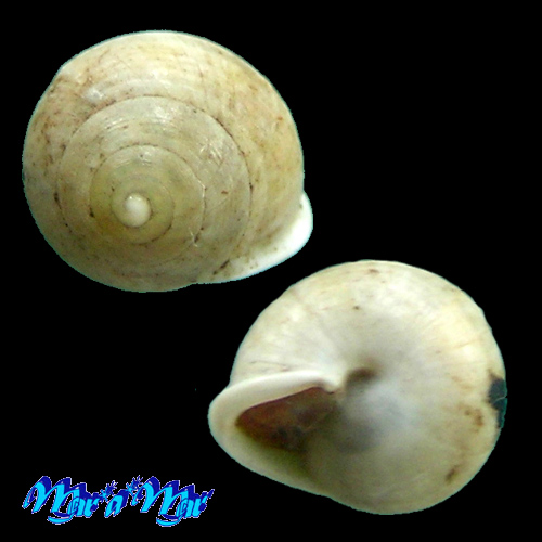 Alternative view of Helicina brasiliensis Gray, 1824