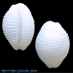 Niveria brasilica Fehse, D. & J Grego, 2005