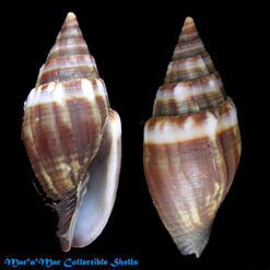 Mitra tristis Broderip, 1836