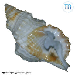 Distorsio decussata (Valenciennes, 1832)