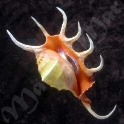 Lambis crocata crocata (Link, 1807)