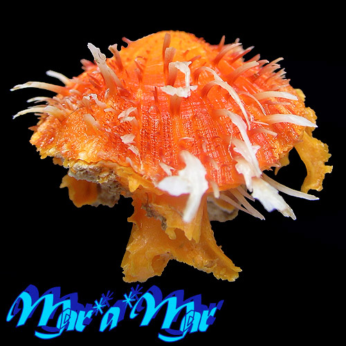 Spondylus ictericus Reeve, 1856 - Imagem 2