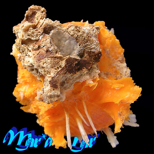 Spondylus ictericus Reeve, 1856 - Imagem 3