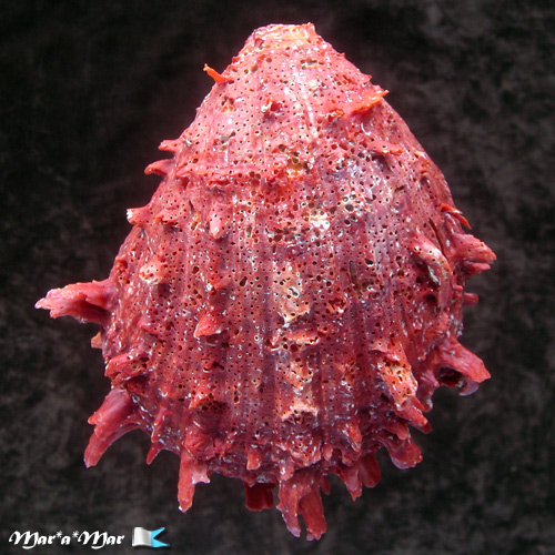 Spondylus senegalensis Schreibers, 1793 - Imagem 2