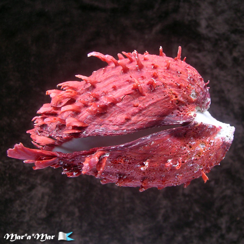 Spondylus senegalensis Schreibers, 1793 - Imagem 3