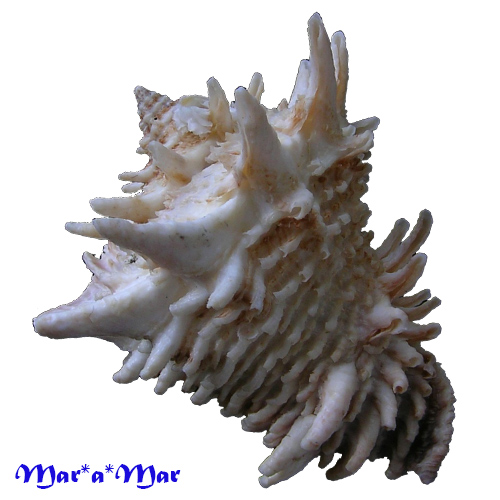 Vasum cassiforme (Kiener, 1841) - Imagem 2