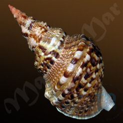 Alternative view of Charonia variegata (Lamarck, 1816)