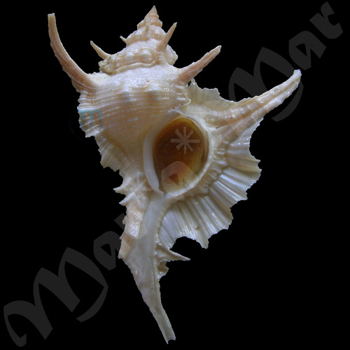 Chicoreus formosus (Sowerby, 1841)