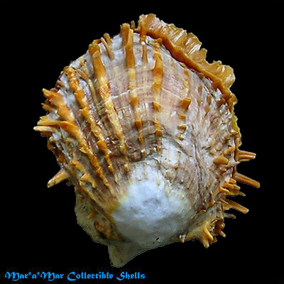 Spondylus nicobaricus Schreibers, 1793