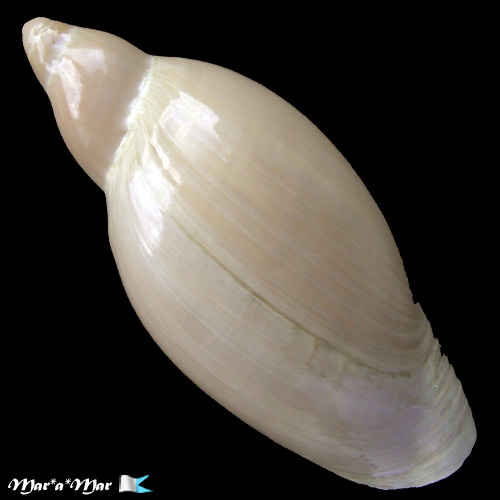 Marginellona gigas (Martens, 1904) - Imagem 2