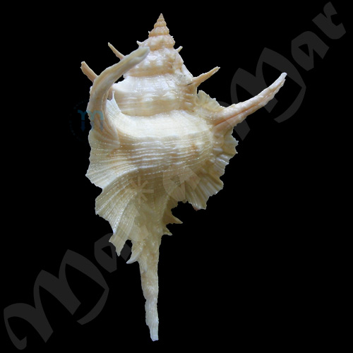 Chicoreus formosus (Sowerby, 1841) - Imagem 3
